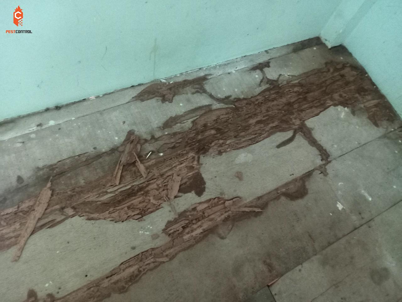 Dịch vụ diệt mối