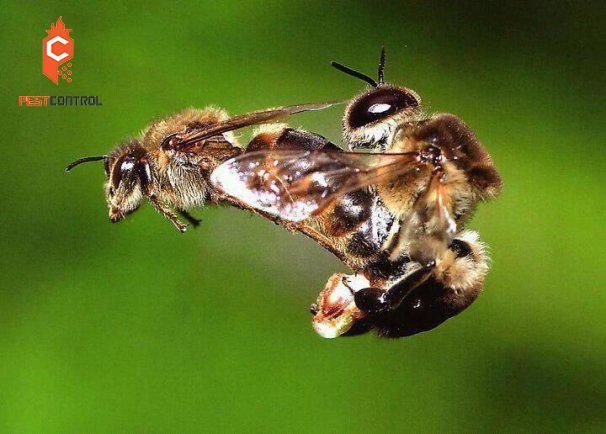 ong chúa giao phối với ong đực