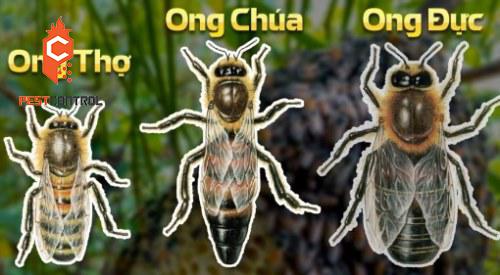 Ong chúa được xem là con quan trong nhất của một tổ ong