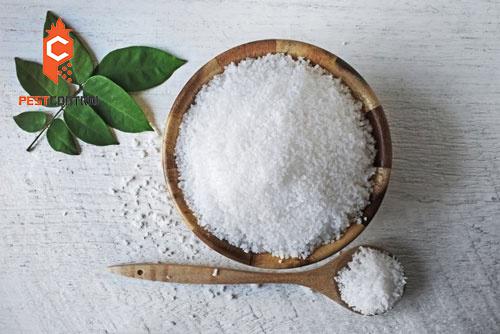 Diệt ve chó bằng muối trắng
